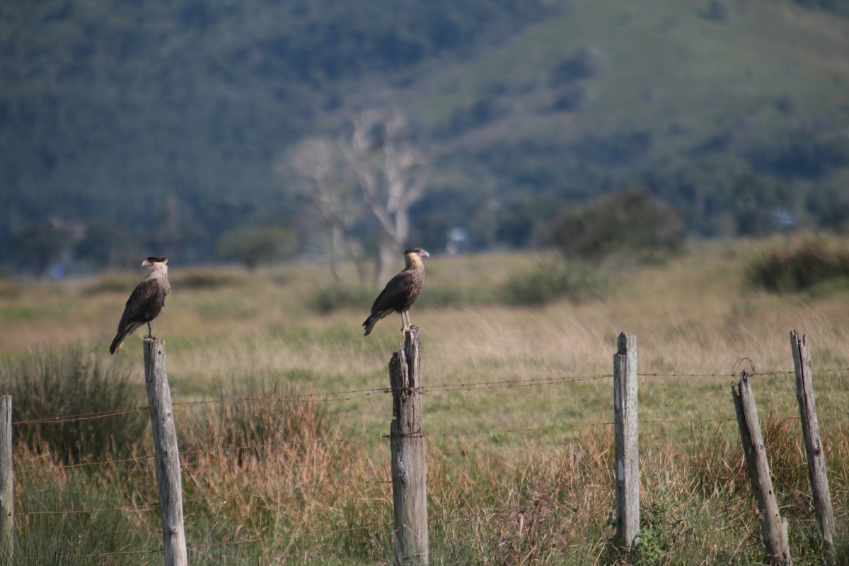 Crested Caracara (Southern) - ML341692471