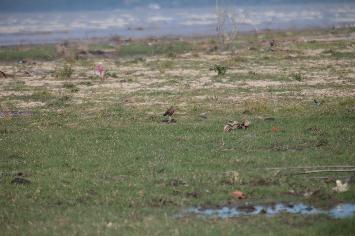 Crested Caracara (Southern) - ML341692511