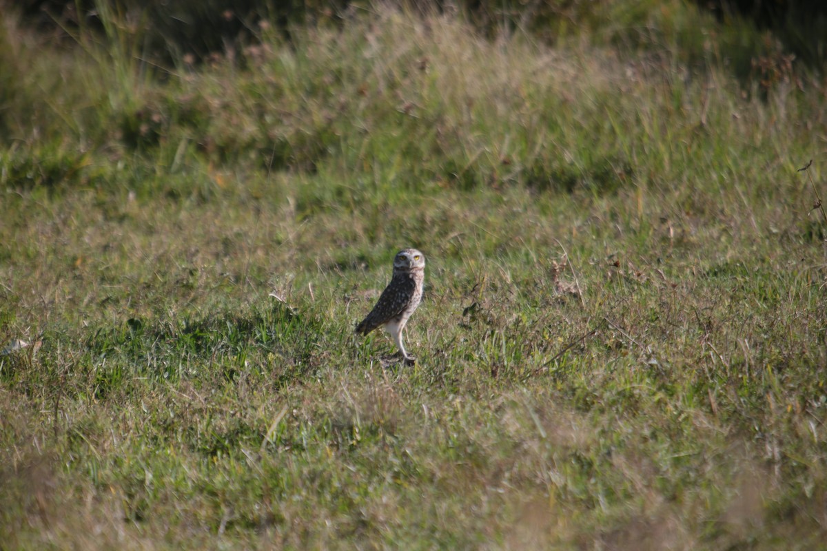 Burrowing Owl - ML341693301