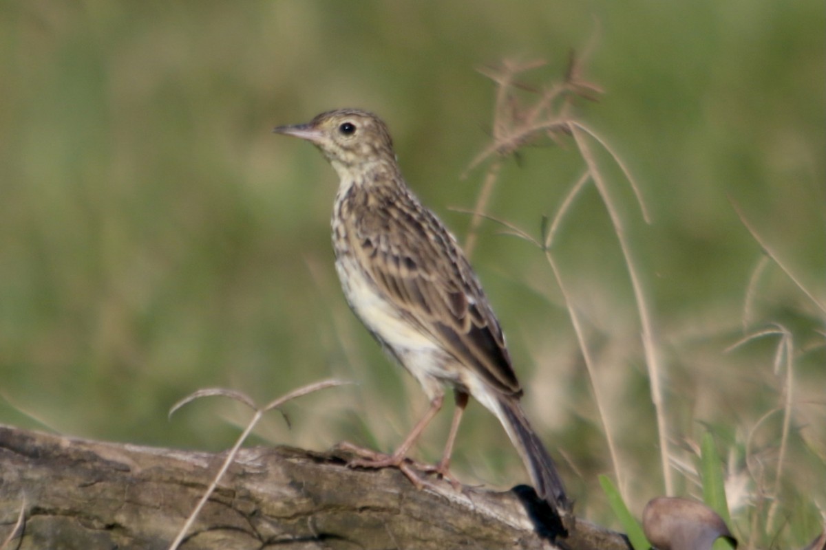 Yellowish Pipit - ML341693831