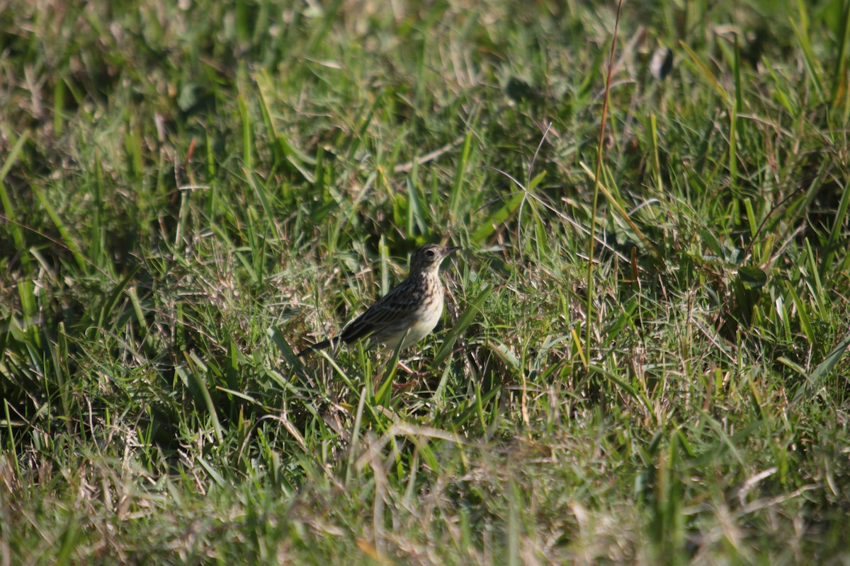 Yellowish Pipit - ML341693931