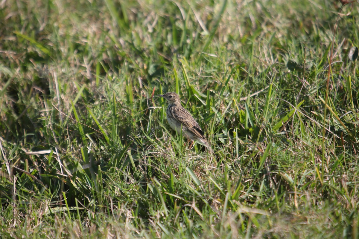 Yellowish Pipit - ML341693961