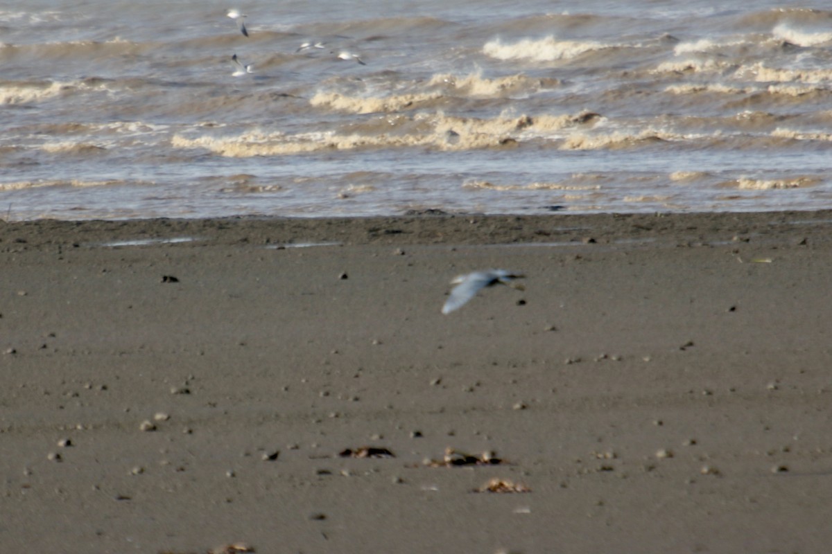 Little Blue Heron - ML341694221