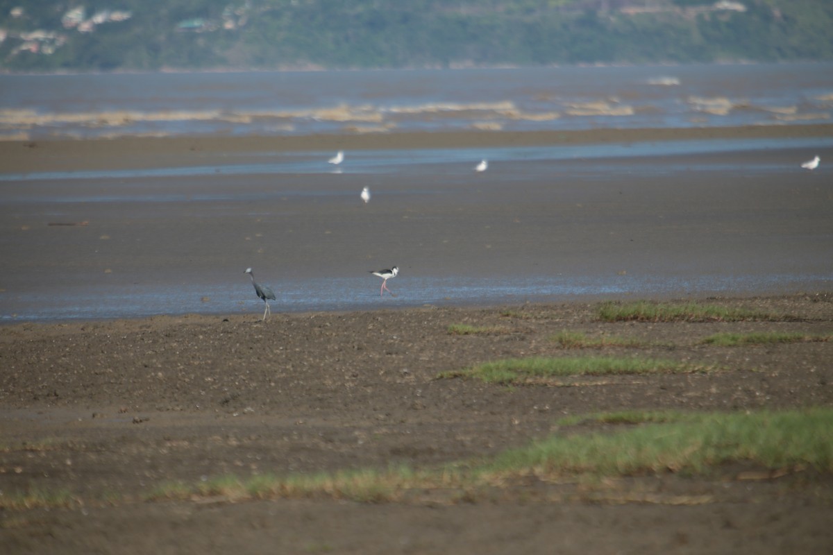 Little Blue Heron - ML341694341