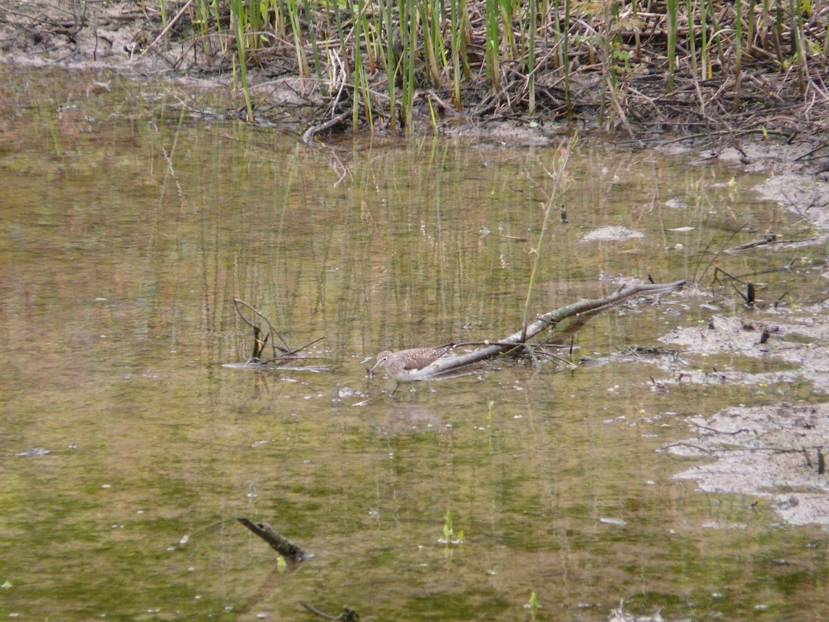 Solitary Sandpiper - ML34169471