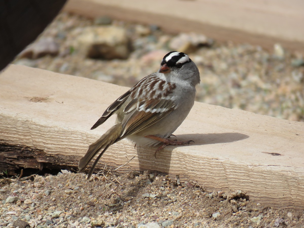 White-crowned Sparrow - ML341696851
