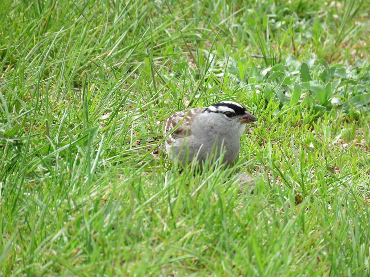 White-crowned Sparrow - ML341696861
