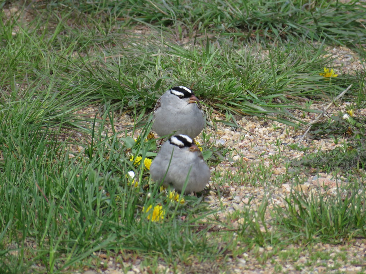 White-crowned Sparrow - ML341697001