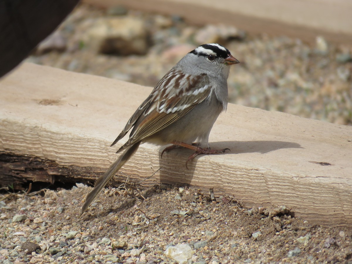 White-crowned Sparrow - ML341697041