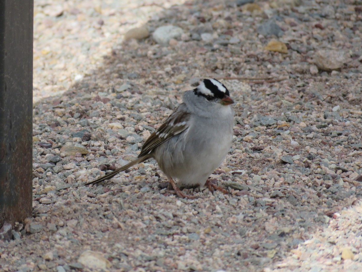 White-crowned Sparrow - ML341697111