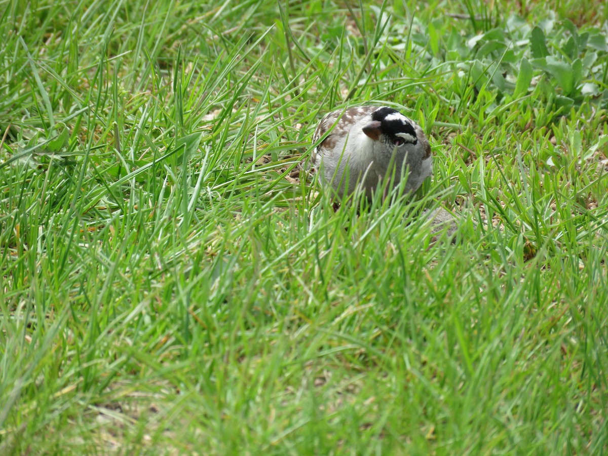 White-crowned Sparrow - ML341697211