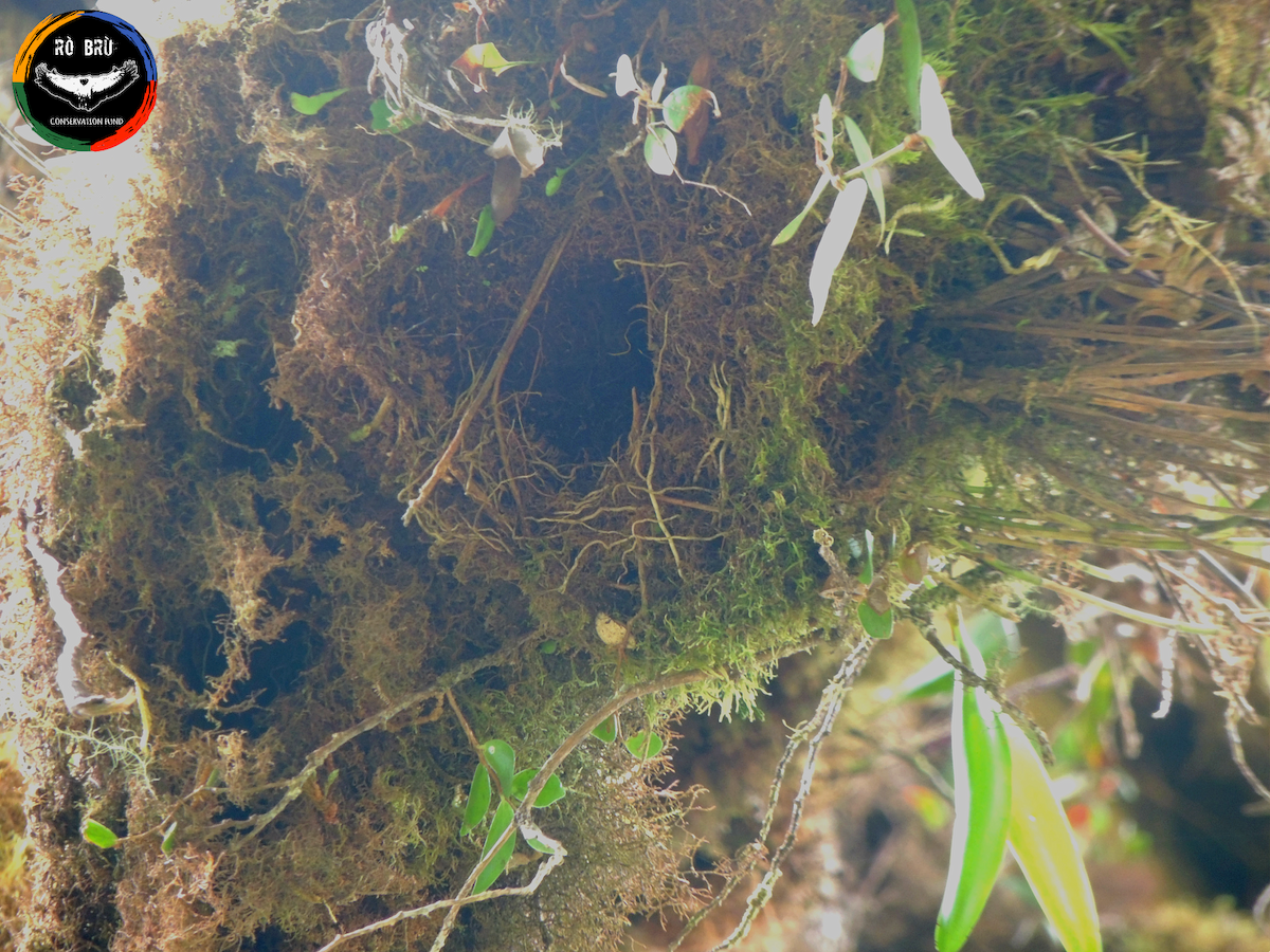 Ruddy Treerunner - Tenorio sp