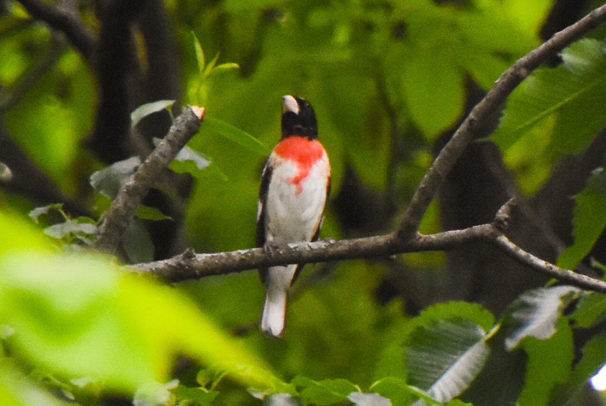 Rose-breasted Grosbeak - Haley Gottardo