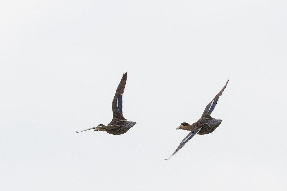 Silver Teal - Patricia Alfredo