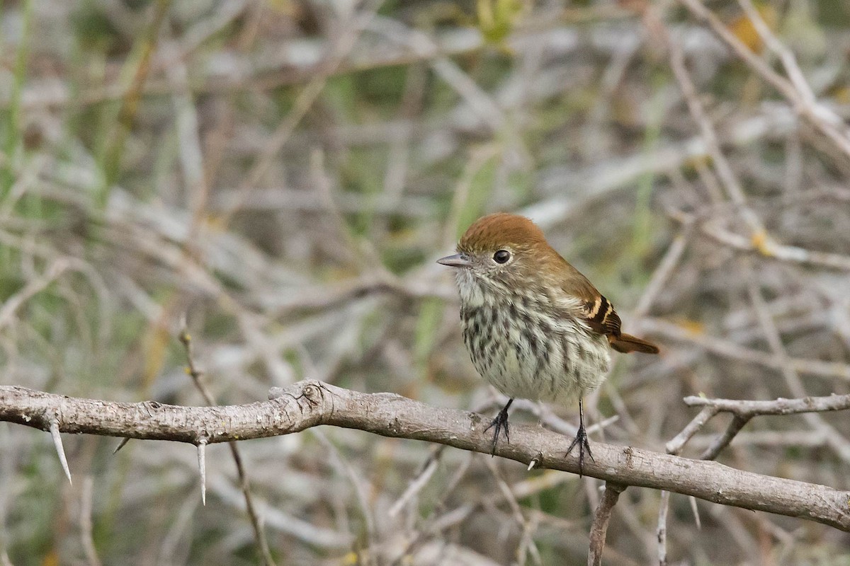 Blue-billed Black-Tyrant - ML341699451