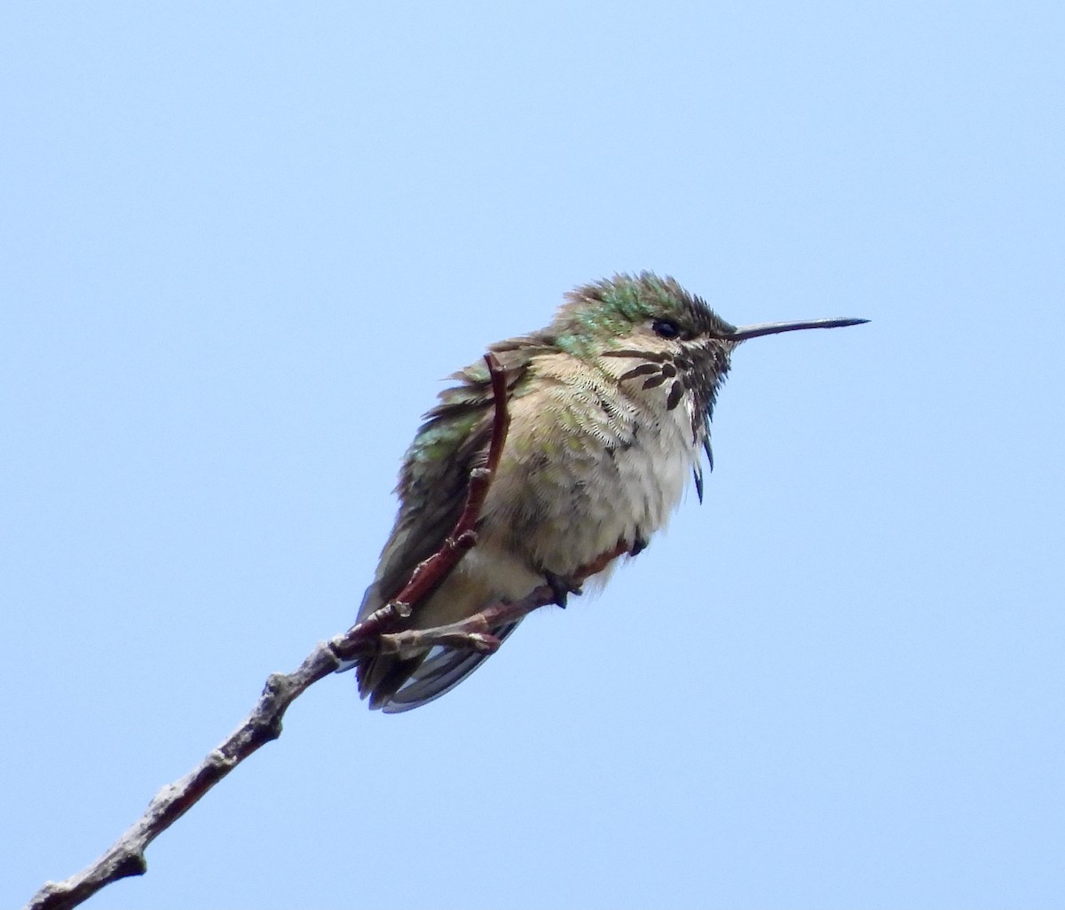 Calliope Hummingbird - ML341703341