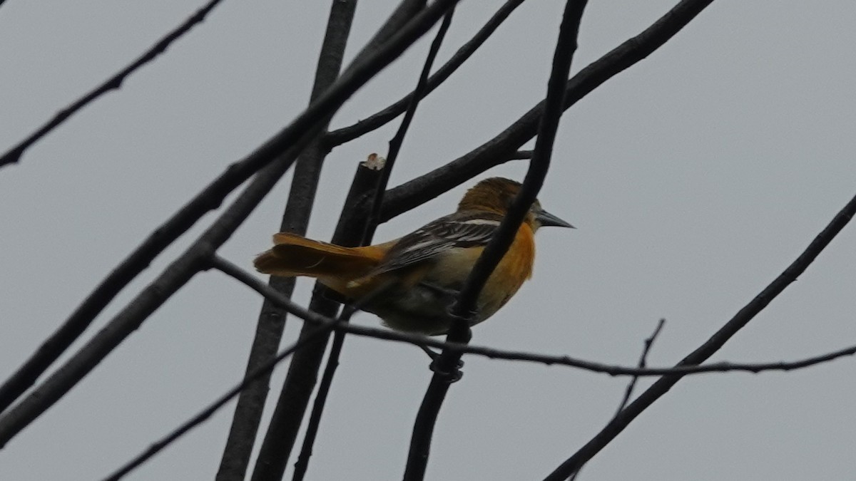 Oriole de Baltimore - ML341703921