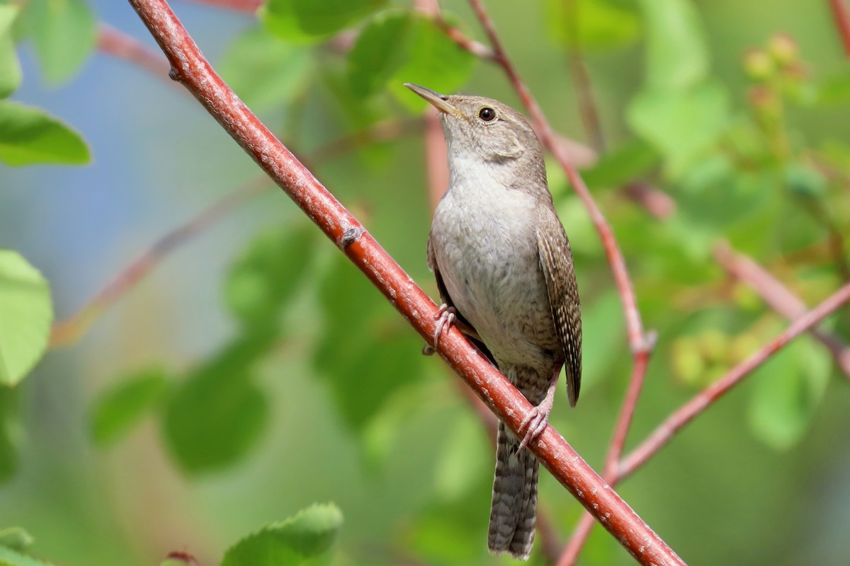 Troglodyte familier - ML341704361