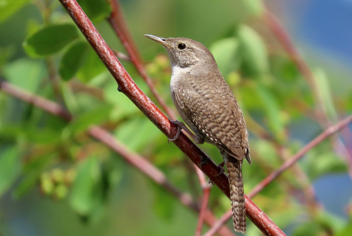 Troglodyte familier - ML341704461