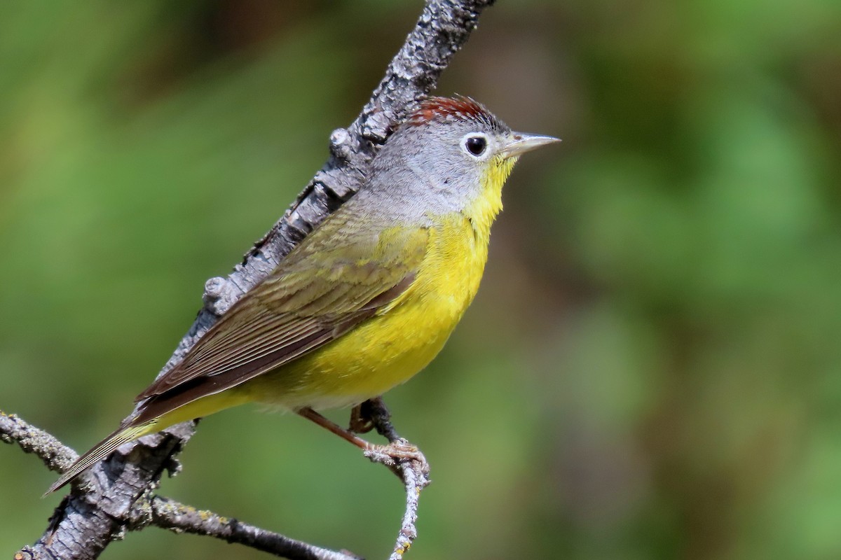 Paruline à joues grises - ML341705381