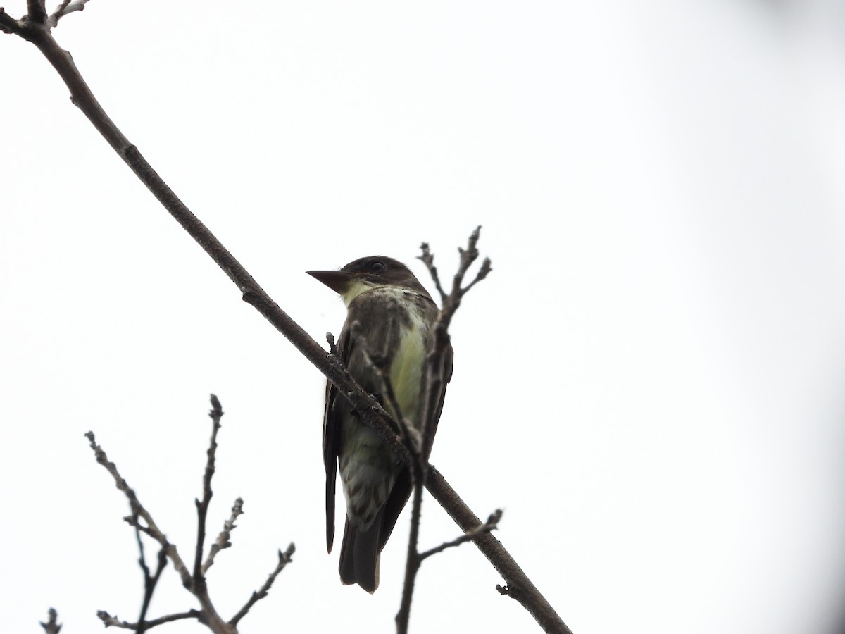 Olive-sided Flycatcher - Mourad Jabra