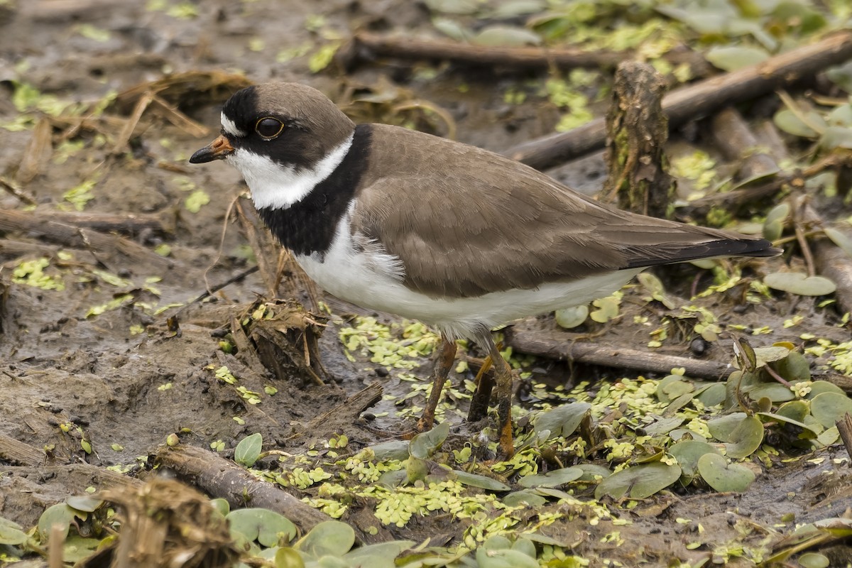 Semipalmated Plover - ML341708411