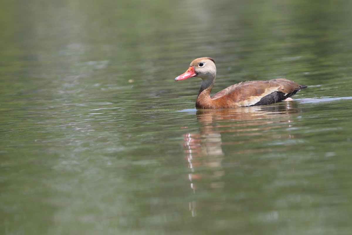 Dendrocygne à ventre noir - ML341709621