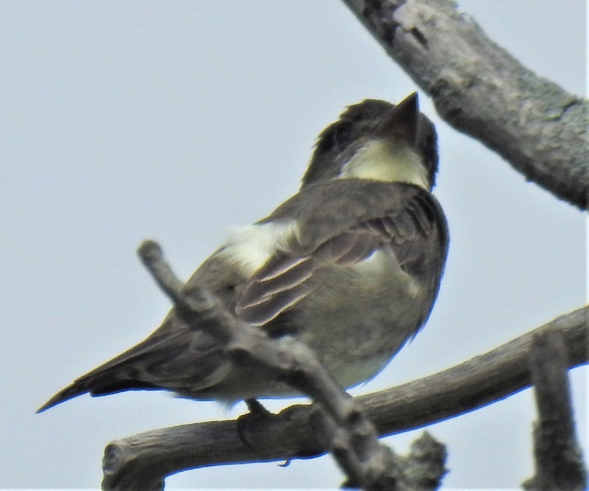 Olive-sided Flycatcher - Lucio 'Luc' Fazio