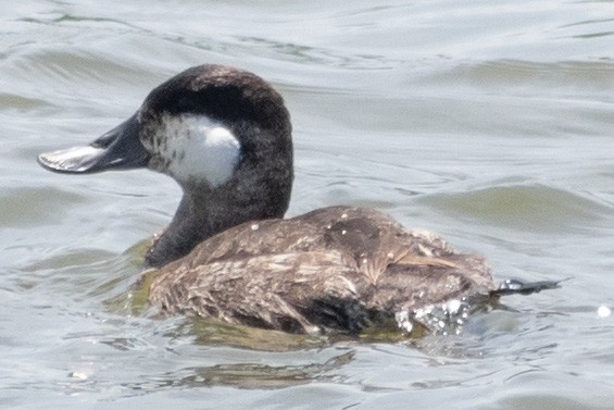 Ruddy Duck - ML341712661