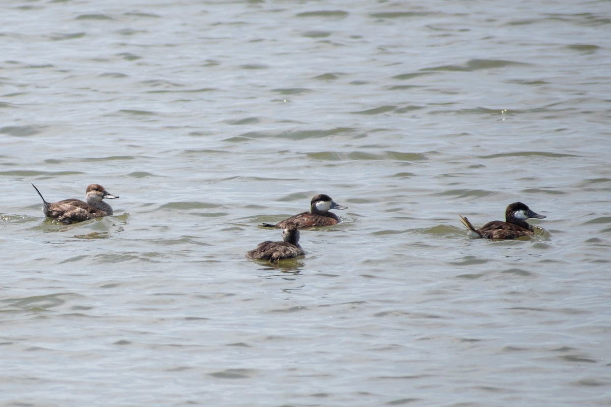 Ruddy Duck - ML341712701