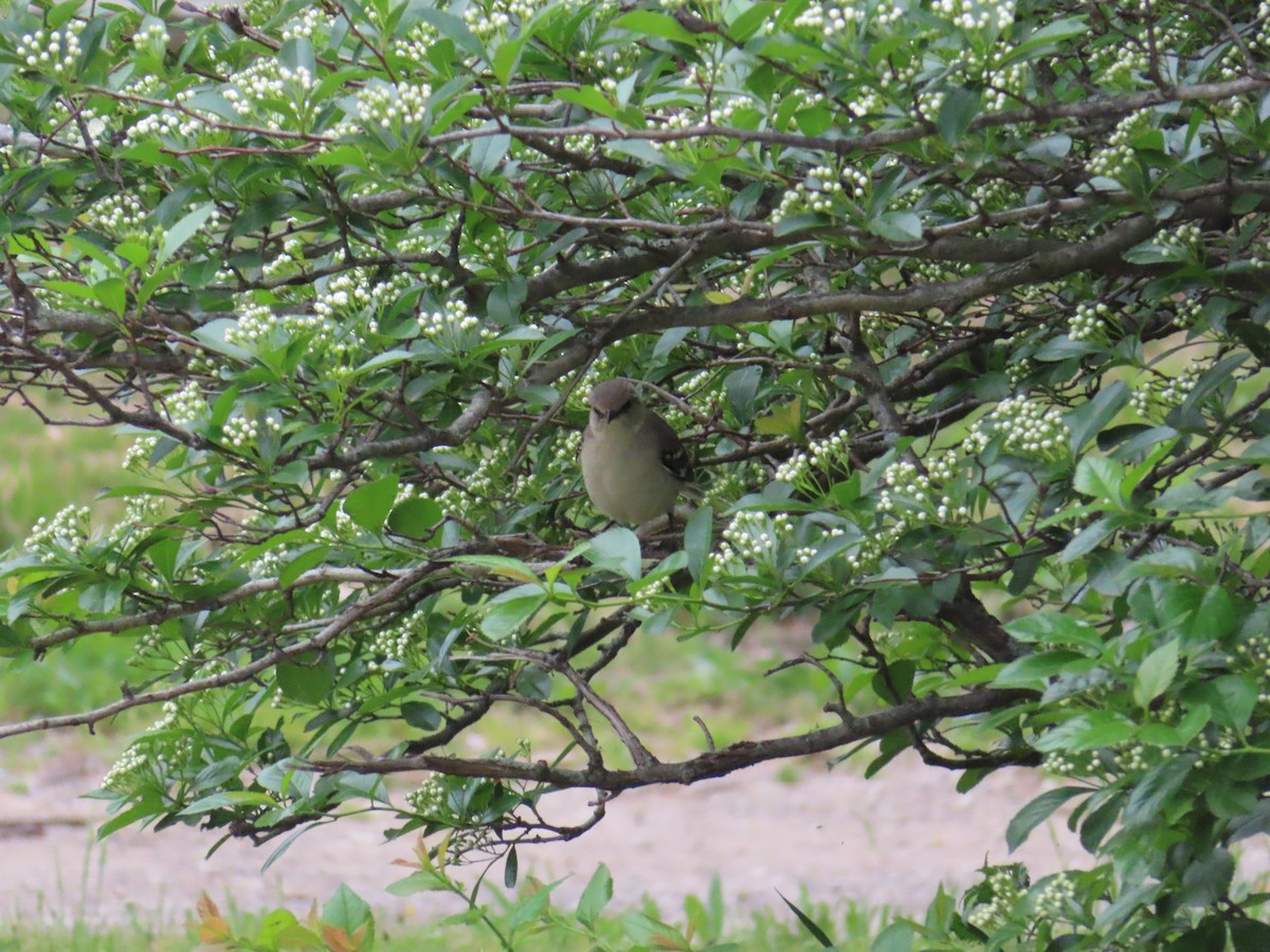 Northern Mockingbird - ML341714031