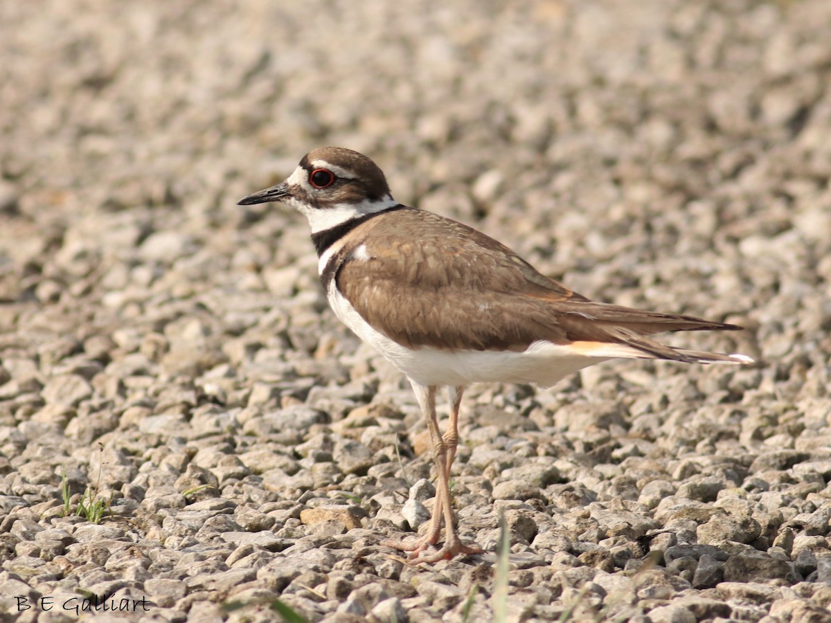 Killdeer - ML341714841