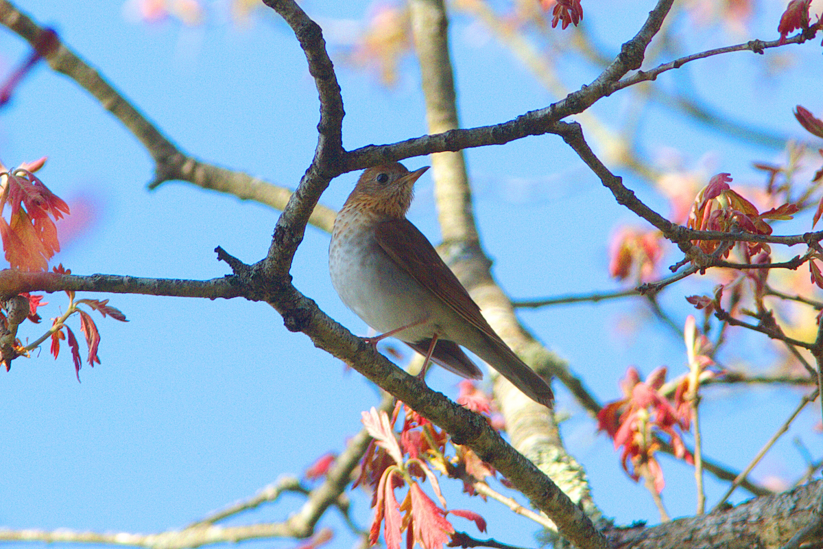 Veery - ML341717561