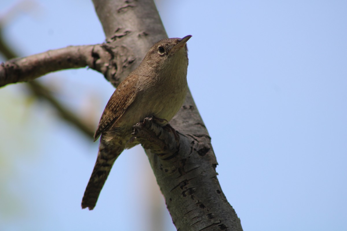 House Wren - ML341718511