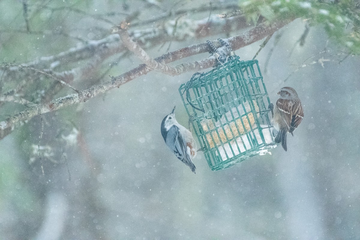 White-breasted Nuthatch (Eastern) - ML341722621