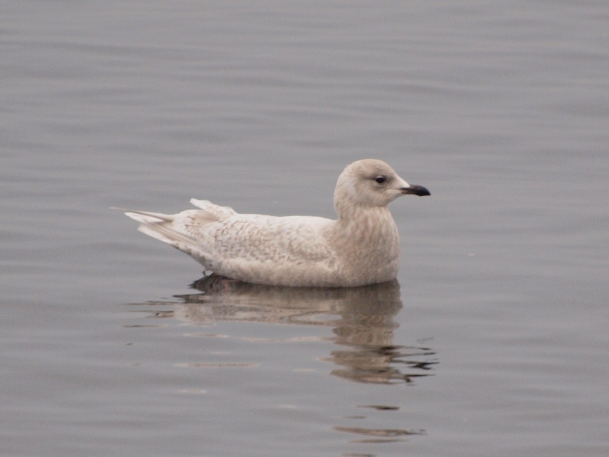 Iceland Gull (kumlieni/glaucoides) - ML341722861