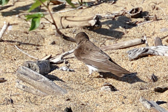 Hirondelle à ailes hérissées - ML341725681