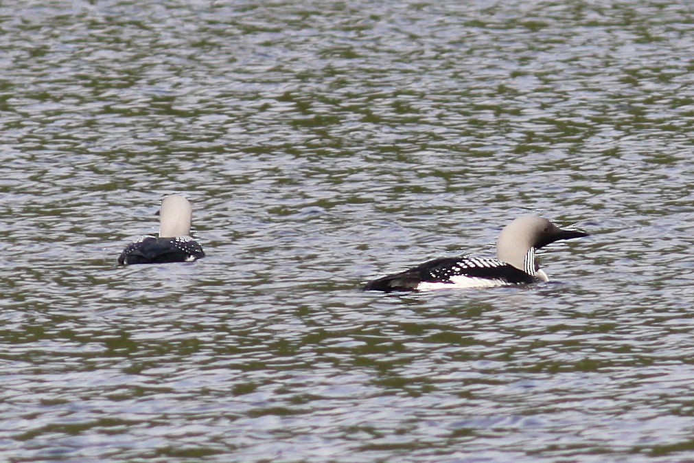 Arctic Loon - ML34172621