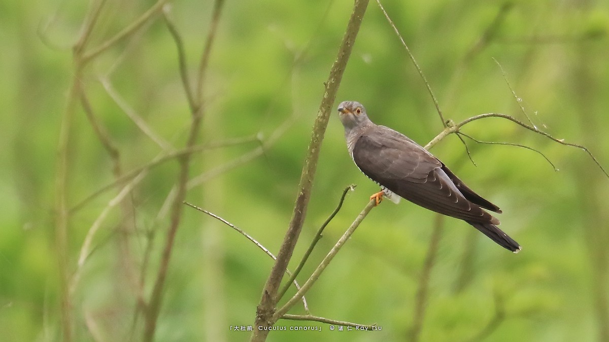 Common Cuckoo - ML341728201