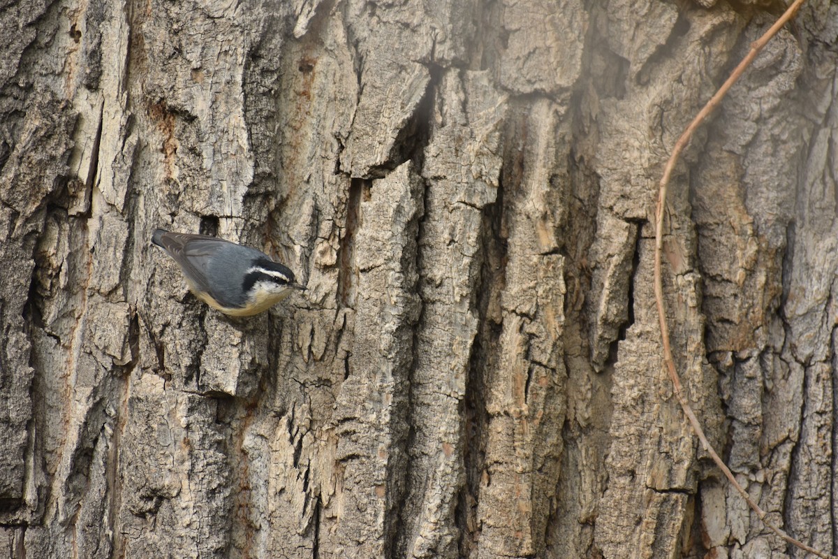 Red-breasted Nuthatch - ML341728601