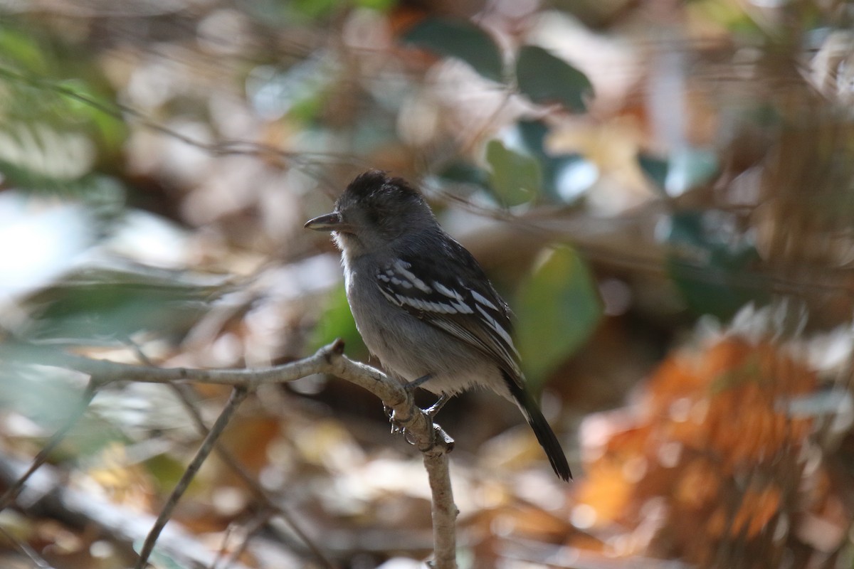 Planalto Slaty-Antshrike - Ian Thompson