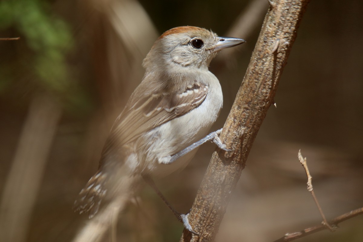 Planalto Slaty-Antshrike - Ian Thompson