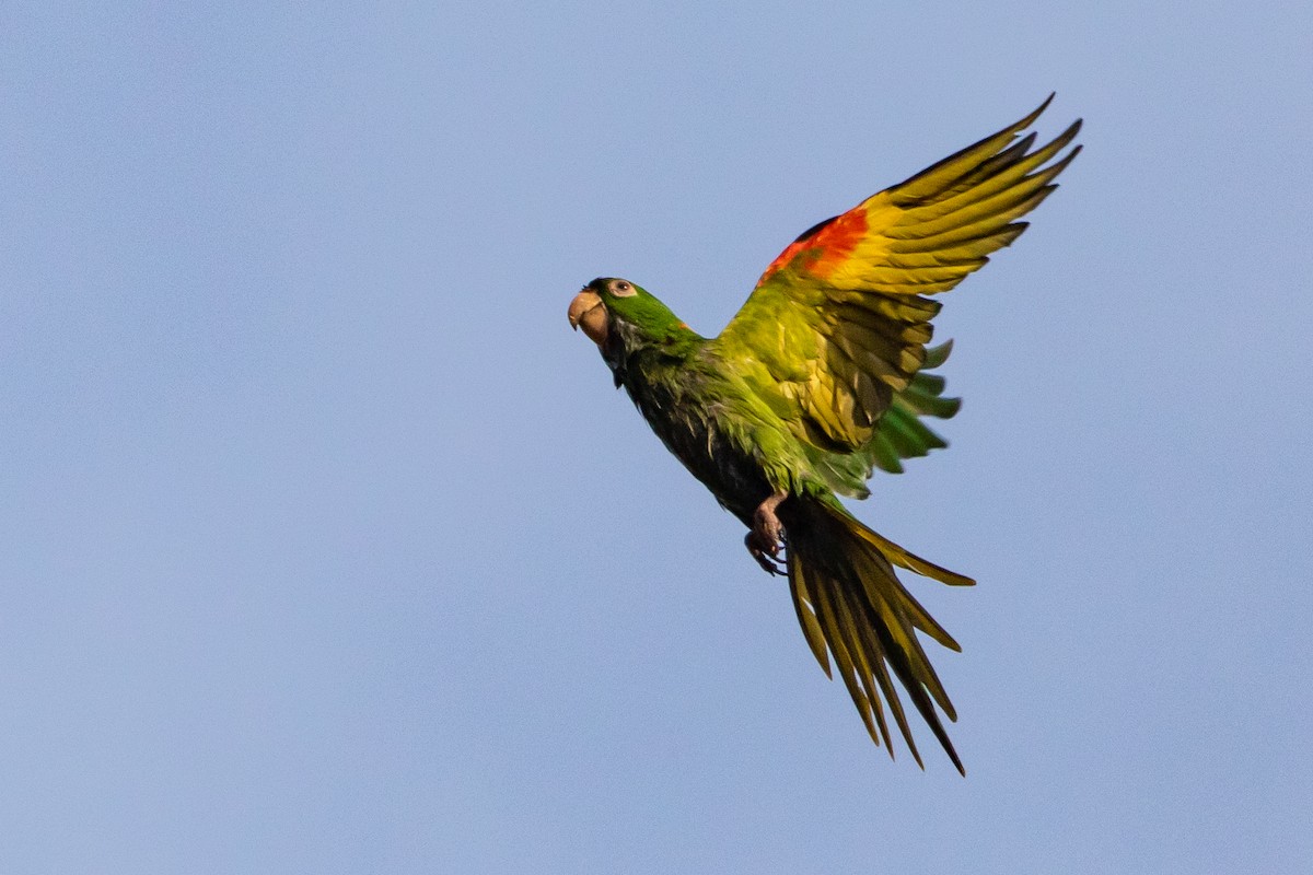 White-eyed Parakeet - Zé Edu Camargo