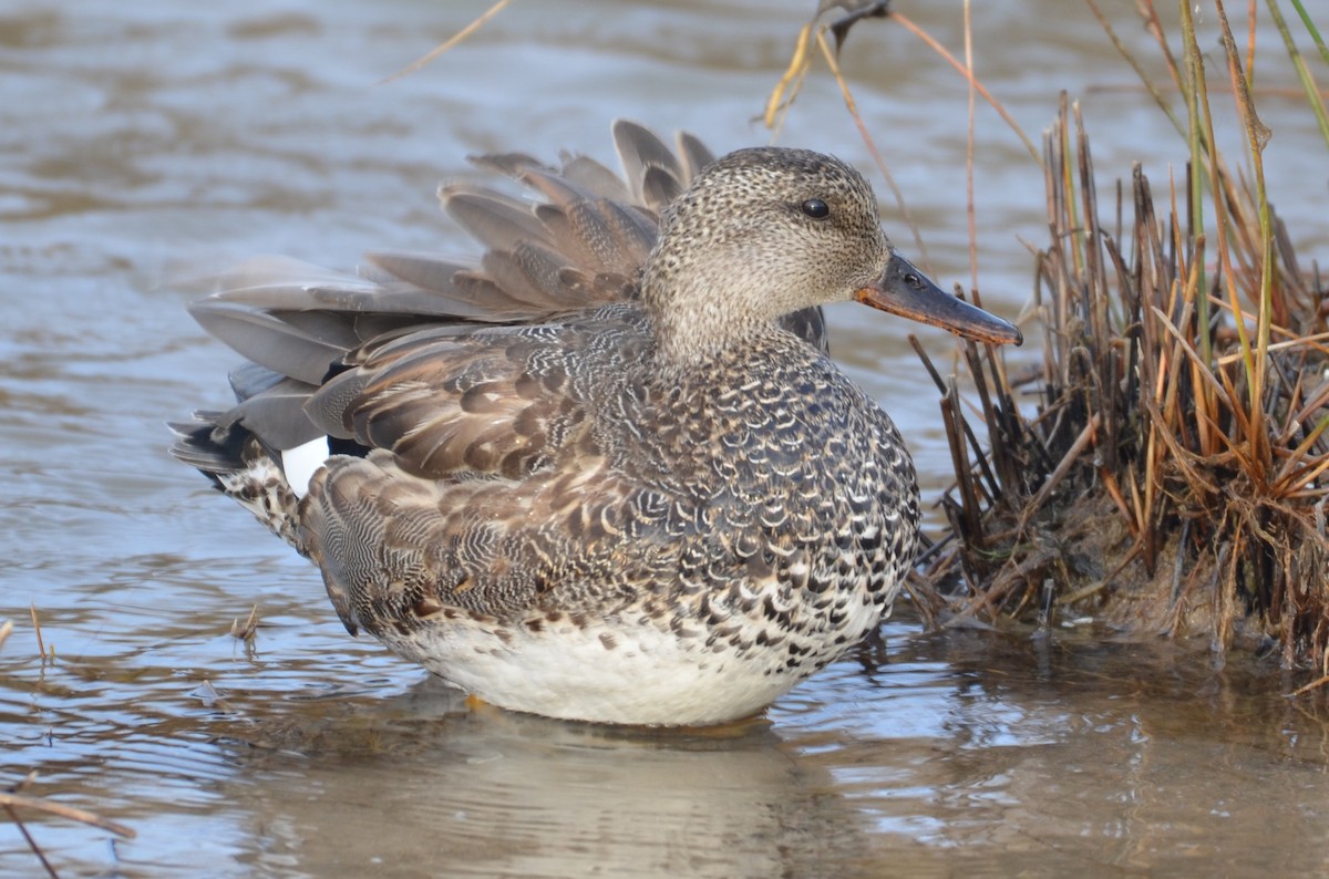 Canard chipeau - ML341729951