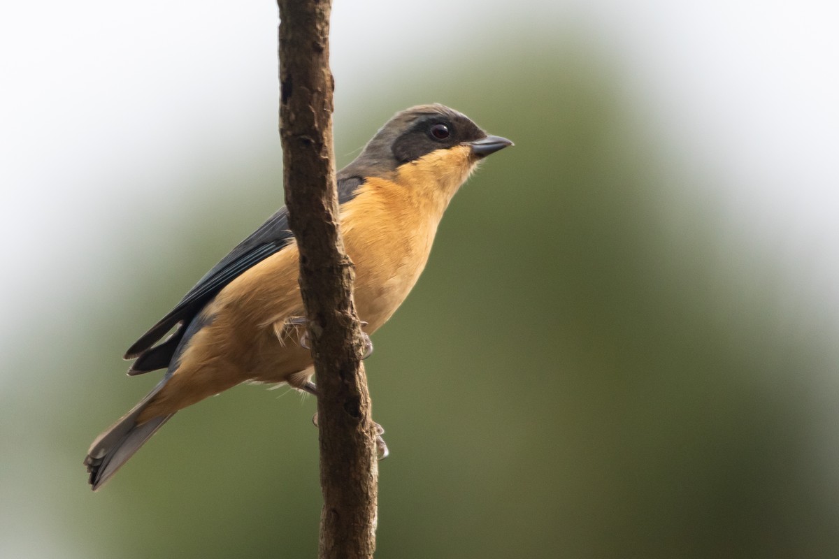 Fawn-breasted Tanager - ML341731051