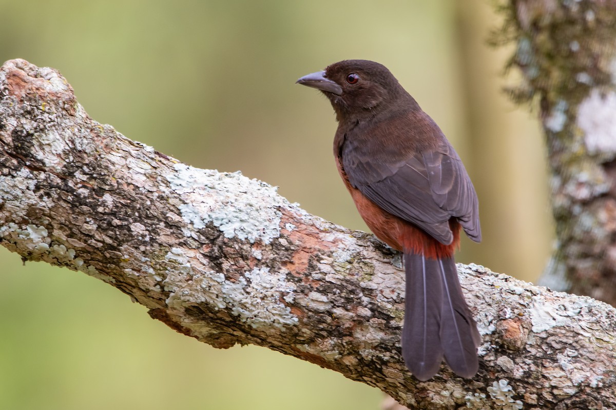 Silver-beaked Tanager - ML341731691