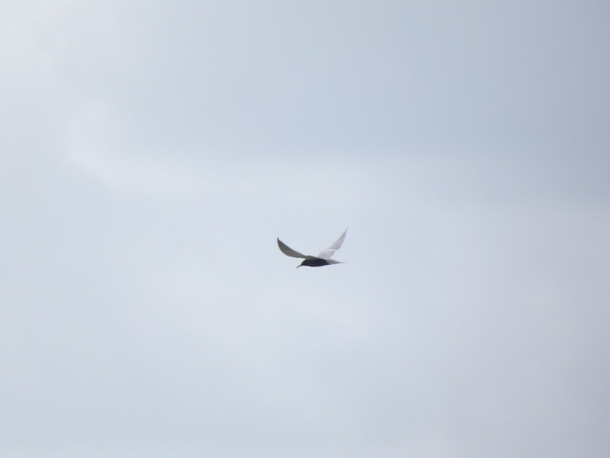 Black Tern - ML341733161