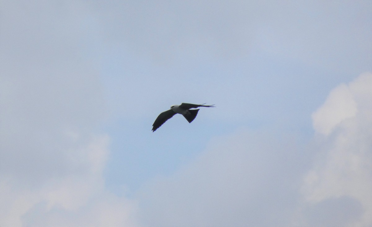 Mississippi Kite - ML341733991