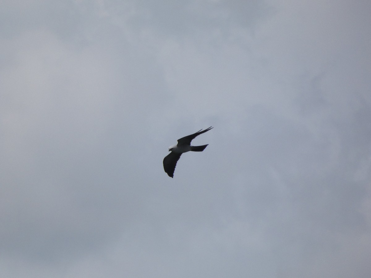 Mississippi Kite - ML341734021