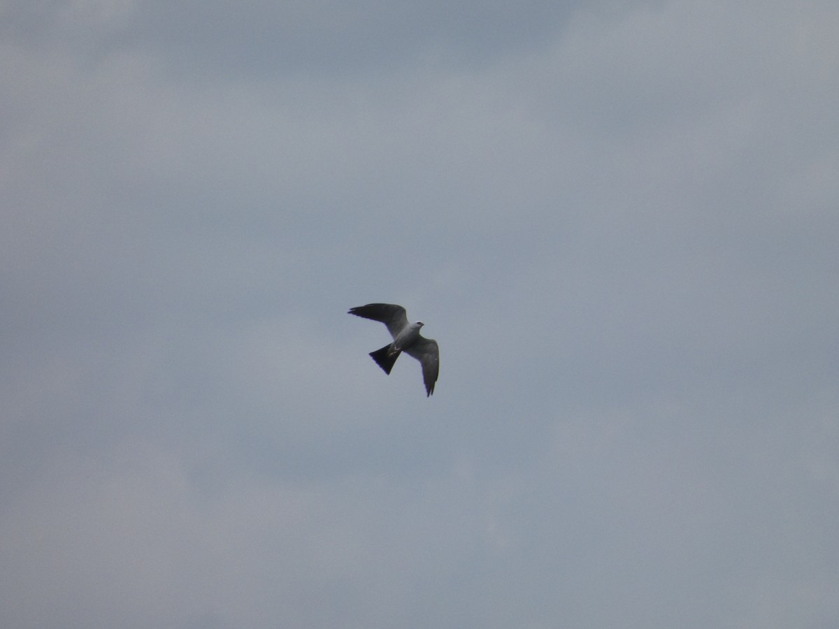 Mississippi Kite - ML341734031